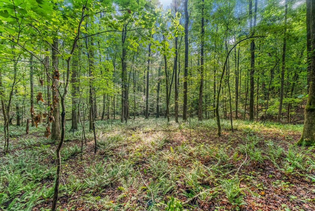 0 Roger Copeland Road, Hamilton, GA, 31811