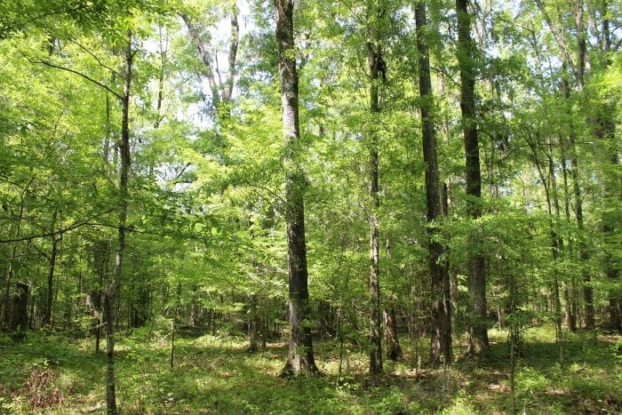 0 Vaughn, Montgomery, AL, 36117 — Photo 3