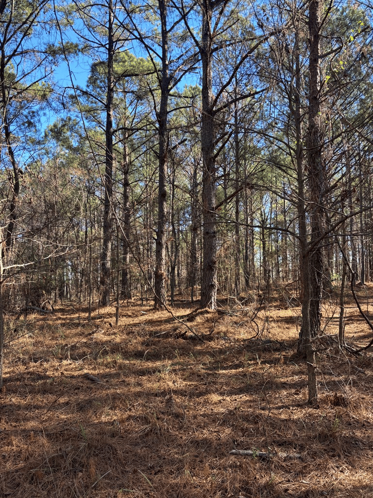 00 Geneva Highway, Talbotton, GA, 31827 — Photo 3