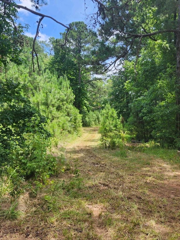 521 Taylor Road, Talbot, GA, 31831 — Photo 3