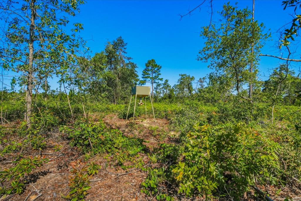 38 ACRES Ga Highway 0240 Conn, Mauk, GA, 31058