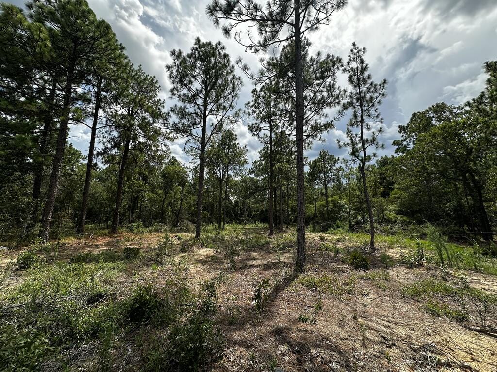 0 Highway 0041, Box Springs, GA, 31801