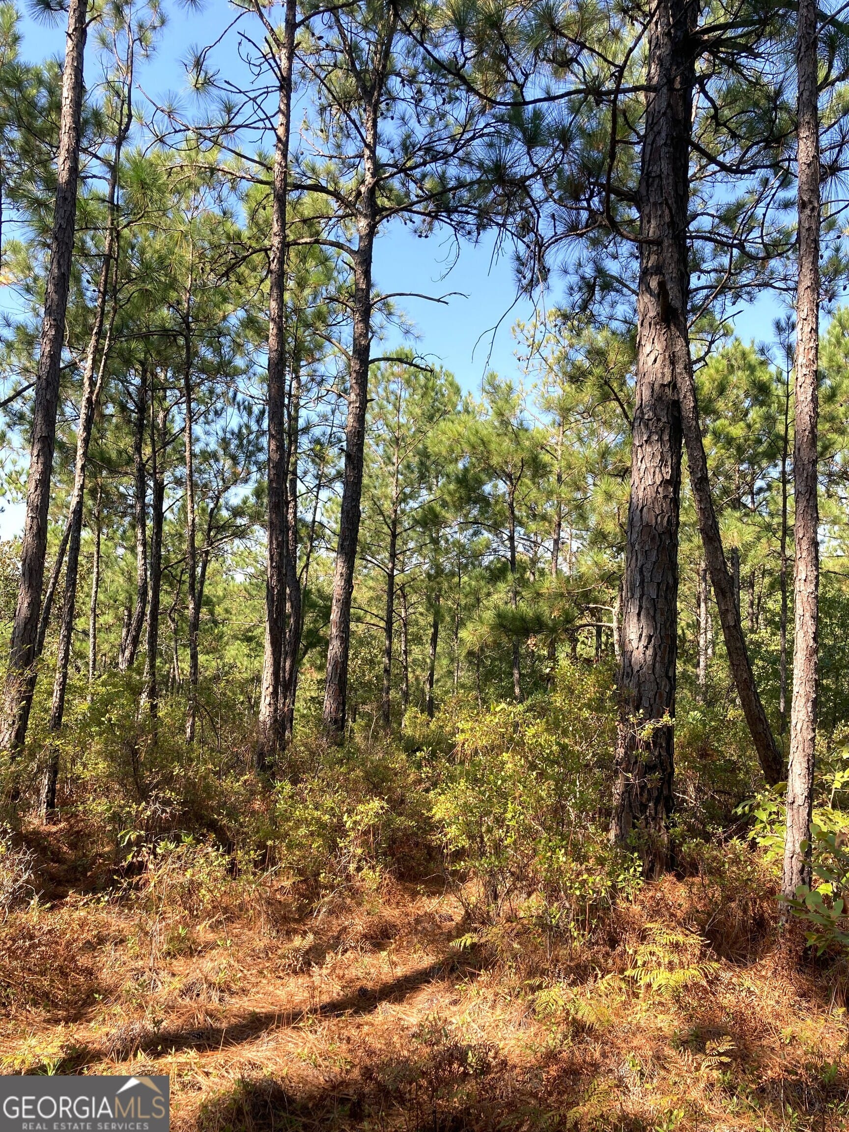 0 Firetower, Cusseta, GA, 31805