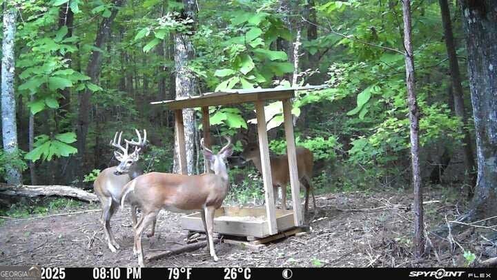 132 ACRES Carlisle Gap, Woodland, GA, 31836